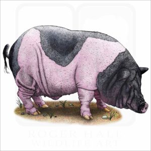 Saddleback Pig illustration