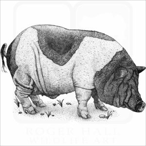 Saddleback Pig