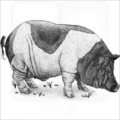 Saddleback Pig