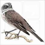 Bell's or Sage Sparrow illustration