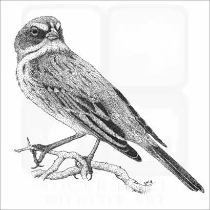 Bell's or Sage Sparrow