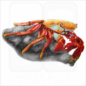 Sally Lightfoot Crab illustration