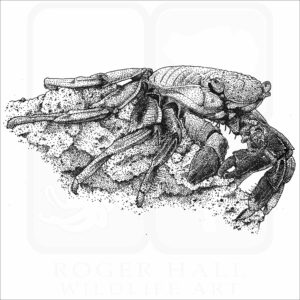 Sally Lightfoot Crab