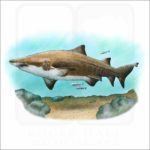 Sand Tiger Shark illustration