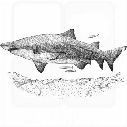 Sand Tiger Shark