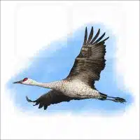 Sandhill Crane illustration