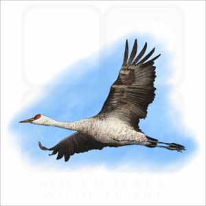 Sandhill Crane illustration