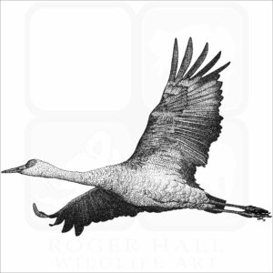 Sandhill Crane