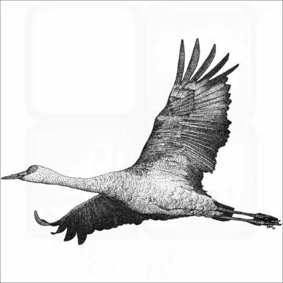 Sandhill Crane