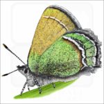 Sandia Hairstreak Butterfly illustration