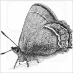 Sandia Hairstreak Butterfly - Signed Fine Art Print - Image 2