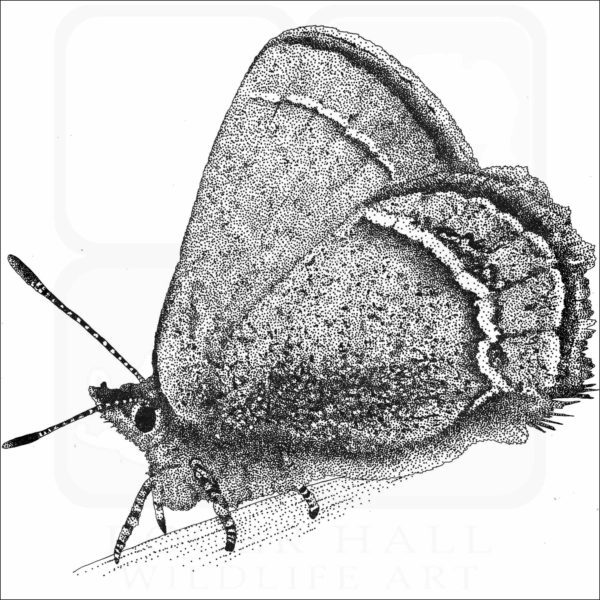 Sandia Hairstreak Butterfly - Signed Fine Art Print - Image 2