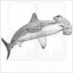 Scalloped Hammerhead Shark
