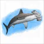 Scalloped Hammerhead Shark illustration