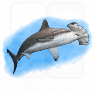 Scalloped Hammerhead Shark illustration
