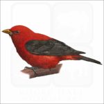 Scarlet Tanager illustration