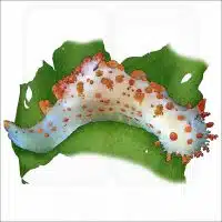 Sea Clown Triopha