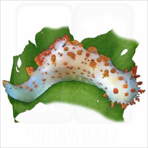 Sea Clown Triopha
