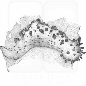 Sea Clown Triopha illustration