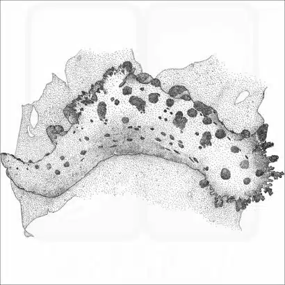 Sea Clown Triopha illustration