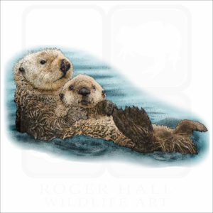 Southern Sea Otter illustration