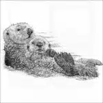 Southern Sea Otter