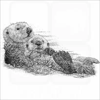 Southern Sea Otter