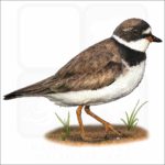Semipalmated Plover illustration