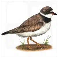 Semipalmated Plover illustration
