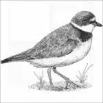 Semipalmated Plover