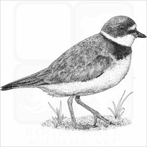 Semipalmated Plover