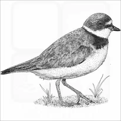 Semipalmated Plover