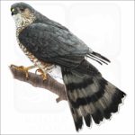 Sharp-Shinned Hawk illustration