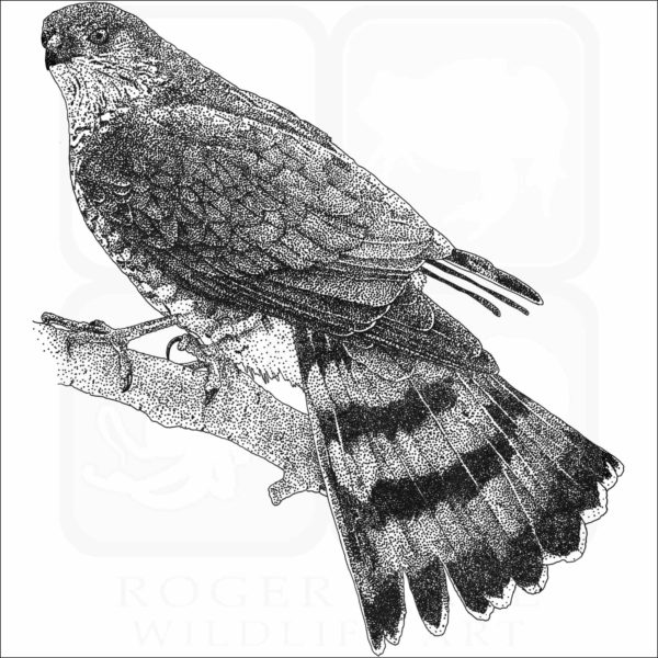 Sharp-Shinned Hawk