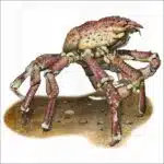 Sheep Crab illustration