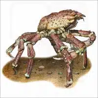 Sheep Crab illustration