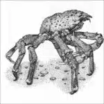Sheep Crab