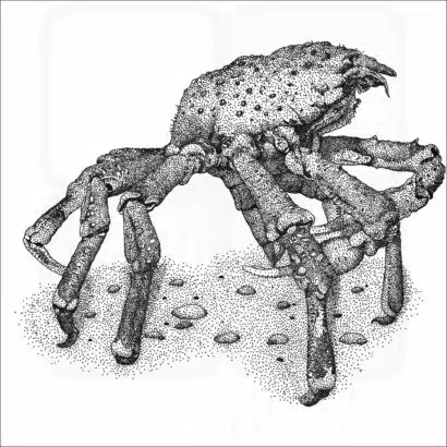 Sheep Crab