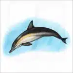 Short-Beaked Common Dolphin illustration
