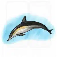Short-Beaked Common Dolphin illustration