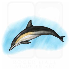 Short-Beaked Common Dolphin illustration