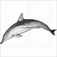 Short-Beaked Common Dolphin