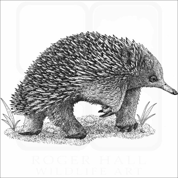 Short-Beaked Echidna