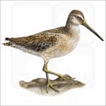Short-Billed Dowitcher illustration