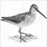Short-Billed Dowitcher