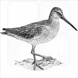 Short-Billed Dowitcher