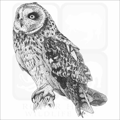 Short-Eared Owl
