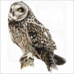 Short-Eared Owl illustration