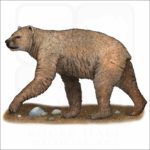 Short-Faced Bear illustration
