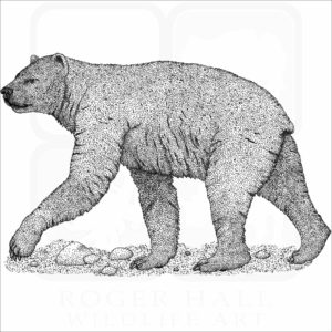 Short-Faced Bear
